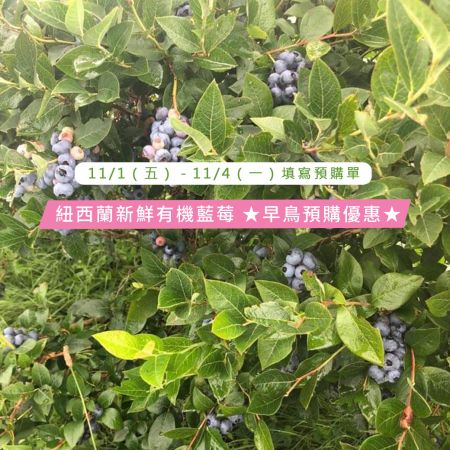 【早鳥優惠】限時四天登記本季首批｛紐西蘭新鮮有機藍莓｝來體驗變年輕的魅力